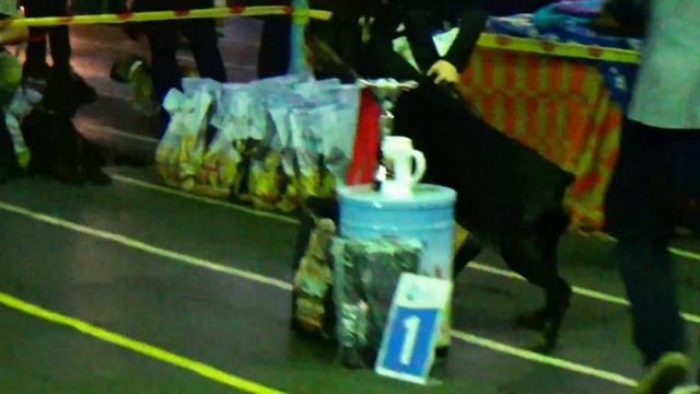 Моно доберманов "Кубок "Викинга"-2015" 15.11.2015 смотреть онлайн