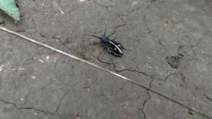 Жук-крестоносец из  Красной книги