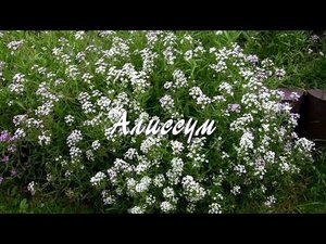 Весьма приметен он в декоре сада. Алиссум. Дачные картинки.