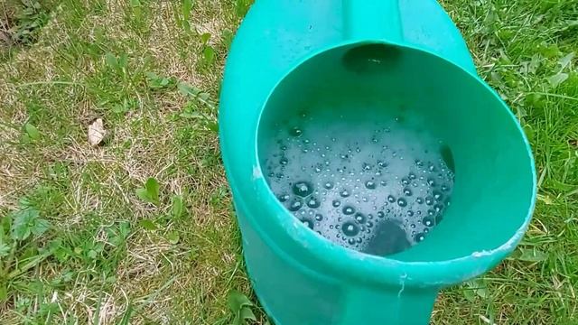 Каждый дачник и садовод должен знать Что делать с туями чтобы не желтели смотреть онлайн