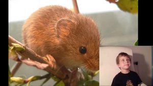 Мышь-малютка (Harvest Mouse)