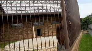 ОРАНГУТАНГ, ОЧЕНЬ ПОХОЖ НА ЧЕЛОВЕКА