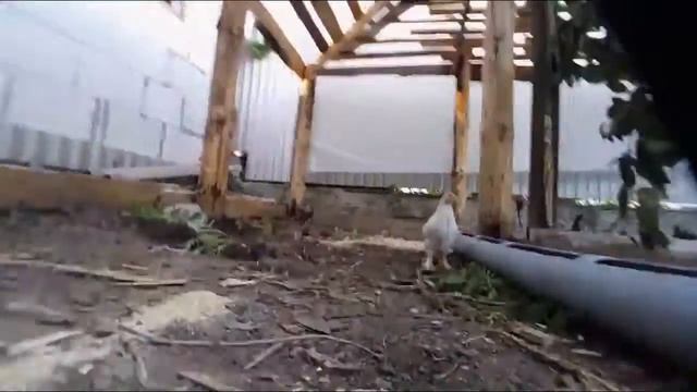 Курятник. Кормушка. Утепление. смотреть онлайн