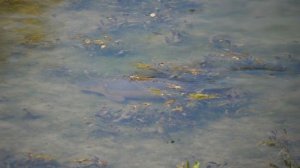 НЕРКА Лосось Камчатка Нерест Медведи Чавуча