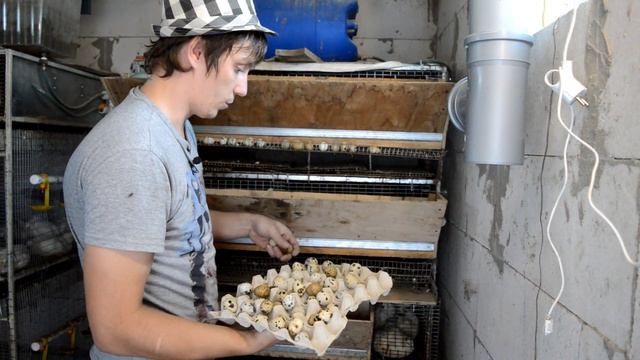 Причины продажи Кур породы АМЕРАУКАНА. ПТИЦЕВОДСТВО НА ДАЧЕ