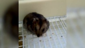 ХОМЯК МАТЕРИТСЯ