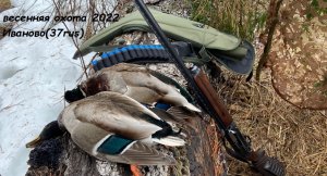 Весенняя охота с подсадной 2022. весенняя охота на селезня с подсадной. весенняя охота на утку