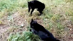 Кошки дерутся