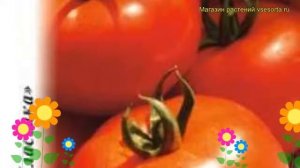 Томат Щелковский ранний. Краткий обзор, описание характеристик, где купить solánum lycopérsicum