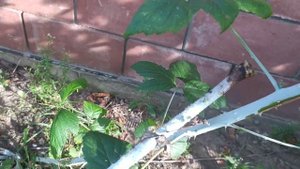 Летняя обрезка чёрной малины БЛЭК ДЖЕВЕЛ.