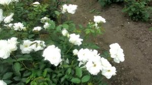 Жуки и цветы| Что делают жуки в цветах роз