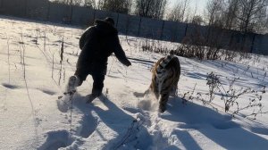 Тигр Астон примерил клетку леопарда Герда!