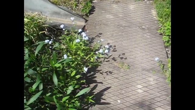 Так цветет лунария/ По огороду/ Куры и цыплята смотреть онлайн