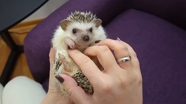 Еж ушастый - исчезающий вид, занесённый в Красную книгу смотреть онлайн