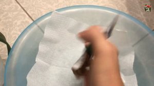 Бактериальная гниль  у орхидеи (продолжение). Обработка пораженных участков фунгицидом "Максим".