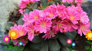 Левизия туполистная Ред Папл. Краткий обзор, описание характеристик lewisia cotyledon Red-Purple