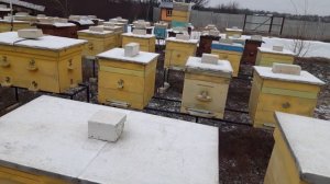В каких ульях лучше зимует пчела?    #зимовкапчёл
