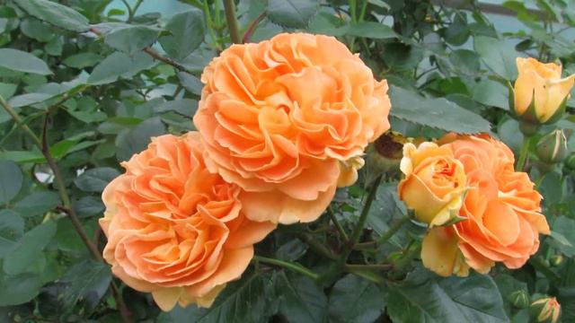 Timeless(Таймлес)