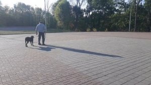 Дрессировка  собак самостоятельно. Урок 1. команда рядом, команда сидеть.