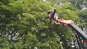 Видео работы кустореза