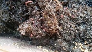 Про отруби для червей. Часть2