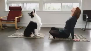 Йога с собакой