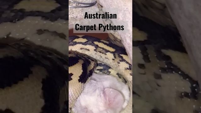 Carpet Python Feeding