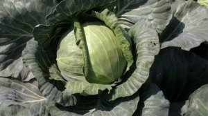 Пять проверенных сортов Капусты с Небольшими вилками