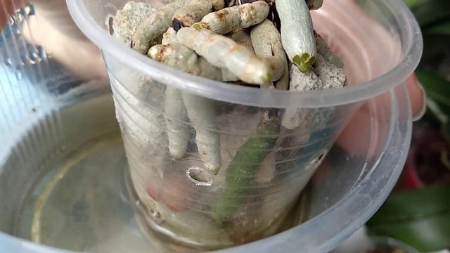 ПОПРЫСКАЙ орхидеи АСКОРУТИНОМ! корни ОЖИВАЮТ! листья ТОЖЕ!орхидеи ОБОЖАЮТ этот полив!