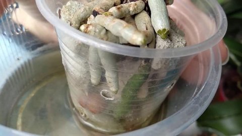 ПОПРЫСКАЙ орхидеи АСКОРУТИНОМ! корни ОЖИВАЮТ! листья ТОЖЕ!орхидеи ОБОЖАЮТ этот полив!