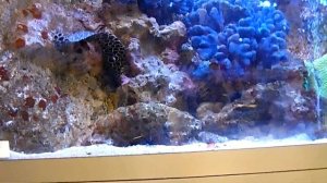 Кормление пятнистой мурены (Gymnothorax favagineus) в зоомагазине