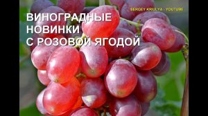 Новые г.ф. винограда с красивой розовой ягодой