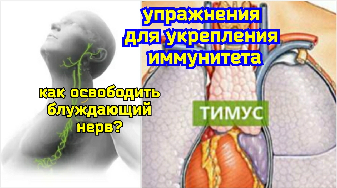 Ущемление блуждающего нерва вредит тимусу и сердцу, снижает иммунитет.  Упражнения для декомпрессии
