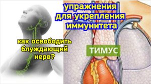 Ущемление блуждающего нерва вредит тимусу и сердцу, снижает иммунитет.  Упражнения для декомпрессии