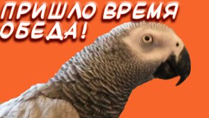 Наши домашние питомцы?Попугай жако Розита обедает? Серия 1 "Что любят есть жако".