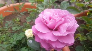 Blue River ( KORsicht ) /  Reimer Kordes 1984 - rosa - rosier - rose