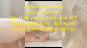 Rabbit Song/Bunny Bunny Bunny ,You are so Funny