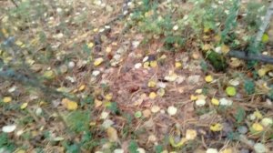 Сбор кедровых шишек в Сибири.