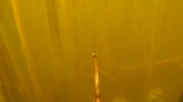 ЛОСВИДО / UNDERWATER HUNTING @rybalkasohotoj смотреть онлайн