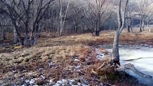 #ВЛОГ: 11 декабря тепло, нет снега | прогулка на природе. смотреть онлайн