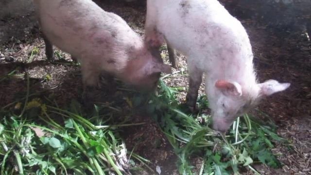 Новые жильцы нашего подворья. 2020г.