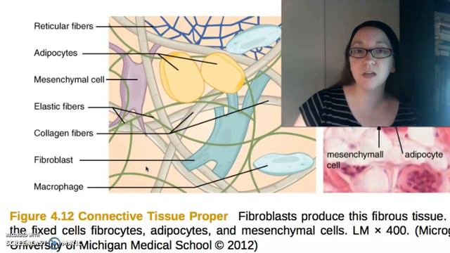Tissues - Connective смотреть онлайн