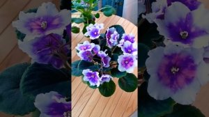 Обзор фиалки РС-Кумир
