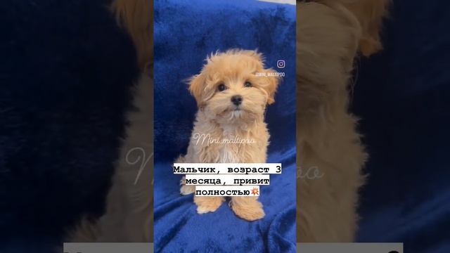 мальтипу мини