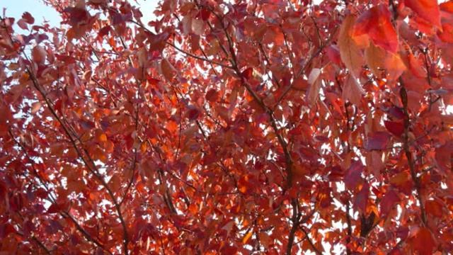 Autumn Dreams смотреть онлайн