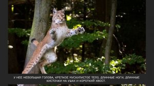 Рысь (Окружающий мир).mp4