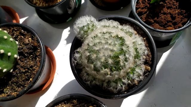 mammillaria plumosa var. roseiflora (растет у меня 1 год) смотреть онлайн