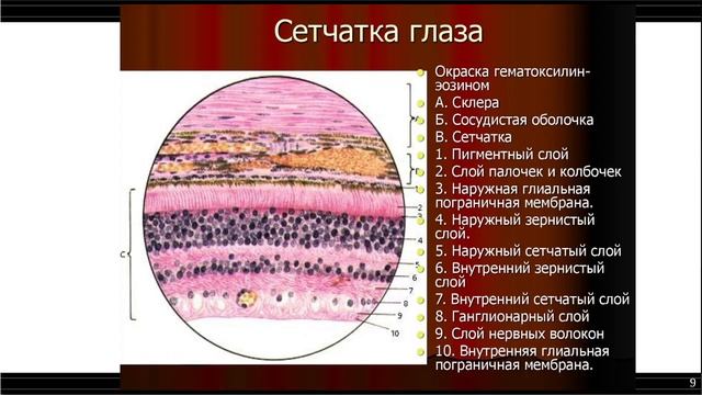 Тема 33 Органы чувств смотреть онлайн
