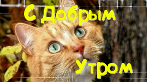 Доброе Утро! Просыпайся!