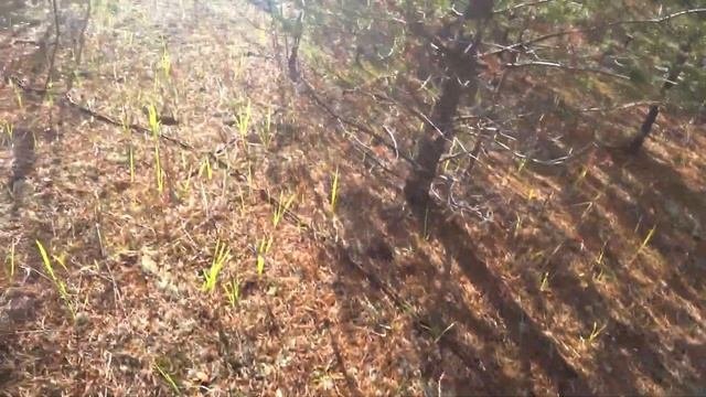 ПОИСК МЕТАЛЛОЛОМА В ЛЕСУ. МЕТАЛЛОИСКАТЕЛЬ MINELAB EQUINOX 800. КОМИ КОП